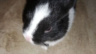 Quite Black Rabbit Baby play now ????