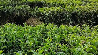 Tea garden view