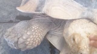 Turtle 7