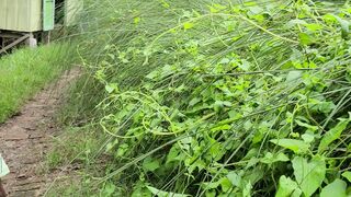 Natural view 13