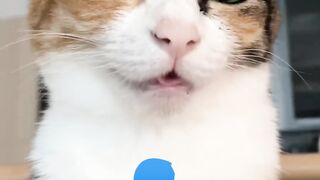 ketika seekor kucing bersuara????