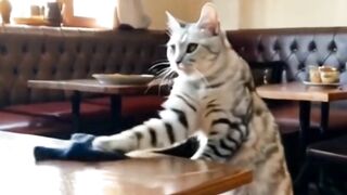 Cinderella  cat!!!