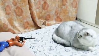 funny cat 124