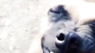 কুত্তার বাচ্চা ফুট ফুটে সুন্দর ????????