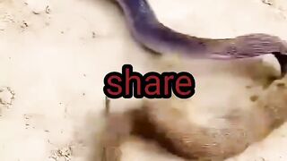 সাপ আর বেজি কিভাবে মারামারি করে দেখুন
