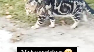 Calling cats COMPILATION_ _cats