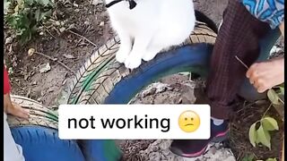 I found a Mexican cat again_