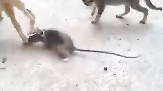 মজার ভিডিও 3