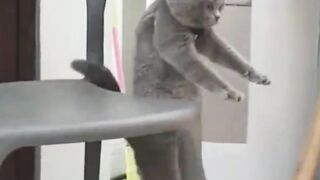 #funny #cat #dog #animals