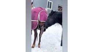 Animal Funny Video 2