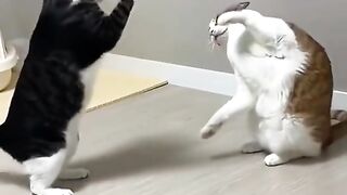 Cat Cute Fight