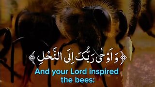 Quran Surah https://hey.link/WV9p7 2