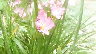 আমাদের বাড়ির ফুল গুলো