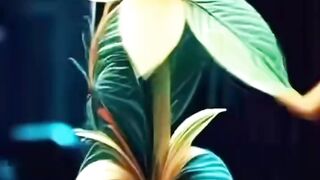 Elegant Flower Dance Performance