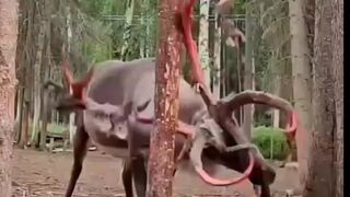 বেচারা গাছের সাথে আটকে গেছে #top2one #shorts #video