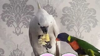 Parrots vs parrot