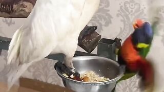 My bird kakatua and Nuri