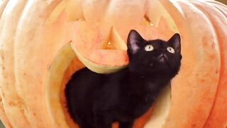 Cat viral video watch 2024
