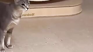 Pet Funny video-01