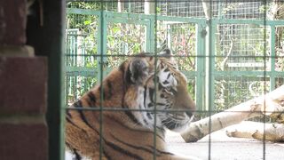 Royel Bangal Tiger