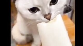 Cat and Dog funny video 2