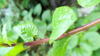 গ্রাম বাংলার পুঁইশাক সবজি