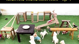 Which corgi is the smartest? - Part 1