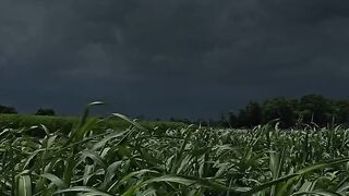 Fell the weather