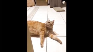 Cats222