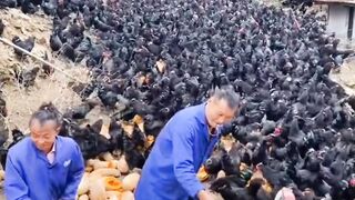 How hundreds of chickens are fed sweet gourds.
