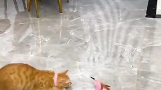 Pet funny video- 02