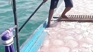 jellyfish 3
