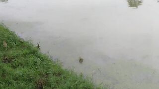 The Flood