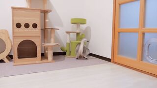 Le chaton espiègle qui gêne son propriétaire est tellement mignon...