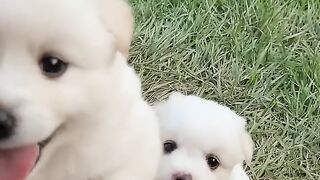Cute dog video 3