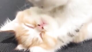 Cat Love 3