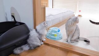Le chaton Figaro ira chez ses parents adoptifs.
