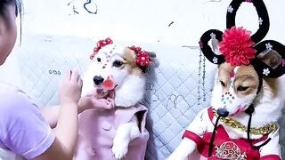 Dogs Funny Videos