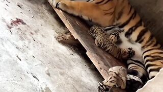 Tiger ???? mom moment