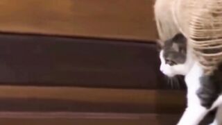 Funny cat videos ????????????