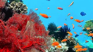 The beauty of the underwater scenery