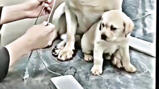 ১০০%  মানবতা আপনি কোথাও পাবেন না