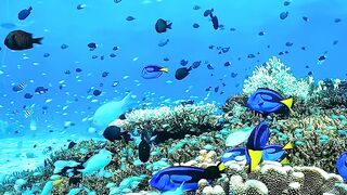 The beauty of the underwater natural scenery