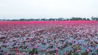 বাংলাদেশের সর্ববৃহত লাল শাপলা বিল