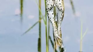 ব্যাঙের কীর্তি,,,ব্যাঙের খাবার