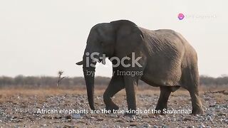 African elephant.