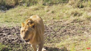 The King of the Jungle- What No One Knows About the Lion.