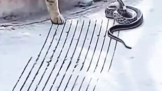cat vs snake fighting short #top2one #shorts #video