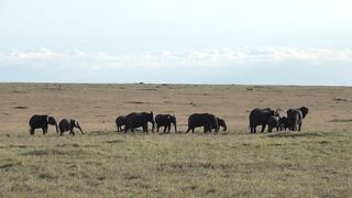 World Elephant Day.