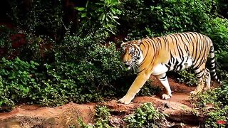 A Name of Strength What No One Knows About the Tiger.